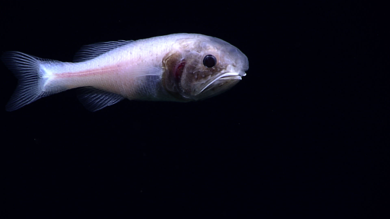 Image: NOAA Office of Ocean Exploration and Research, 2016 Deepwater Exploration of the Marianas.
